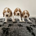 Cocker Spaniel