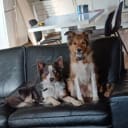 Border collie