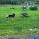 Tysk Schäferhund