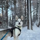 Siberian husky