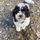 Shihpoo