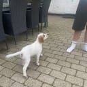 English Setter