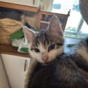 Bondkatt