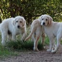Labradoodle