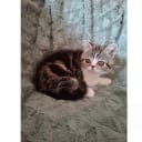 Exotic Shorthair