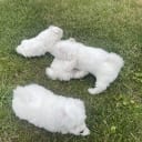 Bichon frisé