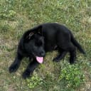 Tysk Schäferhund