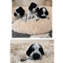 Cocker spaniel