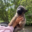 Belgisk vallhund – malinois