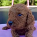 Labradoodle