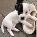 Jack russell terrier