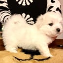 Coton de Tulear