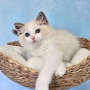 Ragdoll