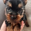 Silky terrier
