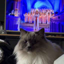 Ragdoll