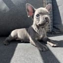 Fransk bulldogg