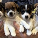 Jack Russell terrier