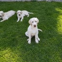 Labrador retriever
