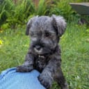 Dvärgschnauzer