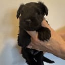 Miniature Schnauzer