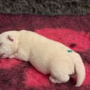 West highland white terrier