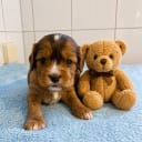 Cavapoo