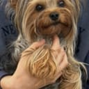 Yorkshireterrier