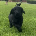 Flatcoated retriever