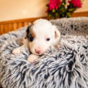 Miniature American Shepherd