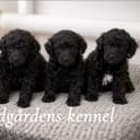 Miniature Poodle