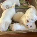 Coton de tulear