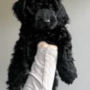 Cockerpoo