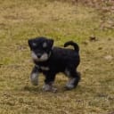 Miniature Schnauzer