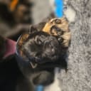 Tysk Schäferhund