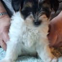 Biewer Terrier