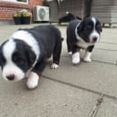 Miniature american shepherd
