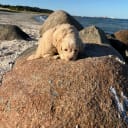 Maltipoo