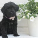 Aussiedoodle
