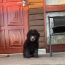 Pudel/pomerian