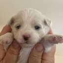 Bichon havanais
