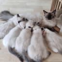 Ragdoll
