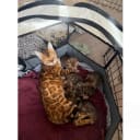 Bengal