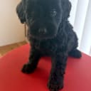 Labradoodle