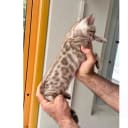 Bengal