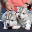 Siberian husky