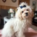 Maltipoo