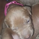 American Bully