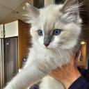 Ragdoll