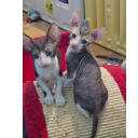 Cornish Rex