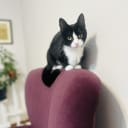 Exotic Shorthair